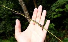 Liopeltis tricolor