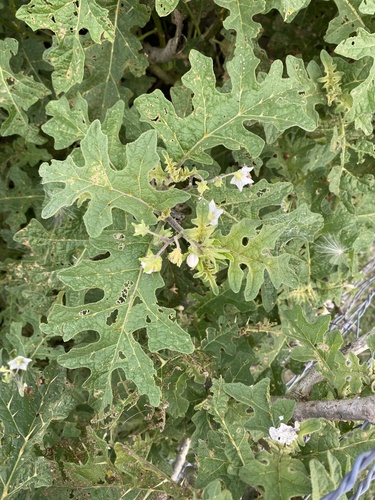 Solanum umtuma
