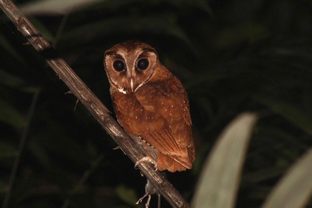 Serak bukit (Phodilus badius)