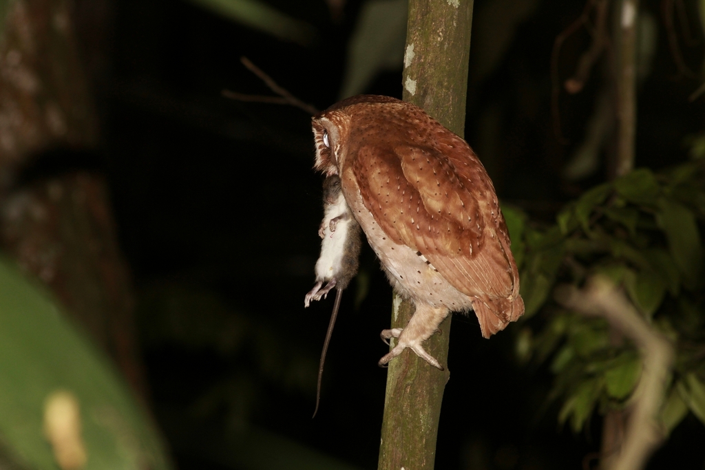 Bay Owl (Phodilus badius)
