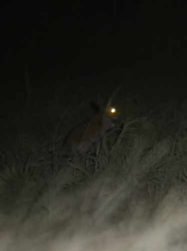 East African Spring Hare
