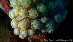 Botrylloides magnicoecus