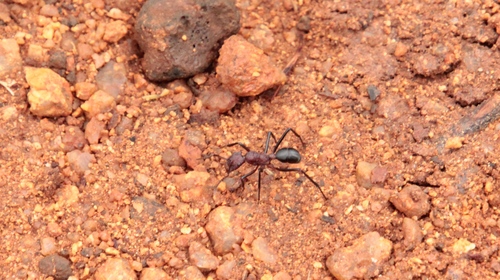 Rhytidoponera cornuta