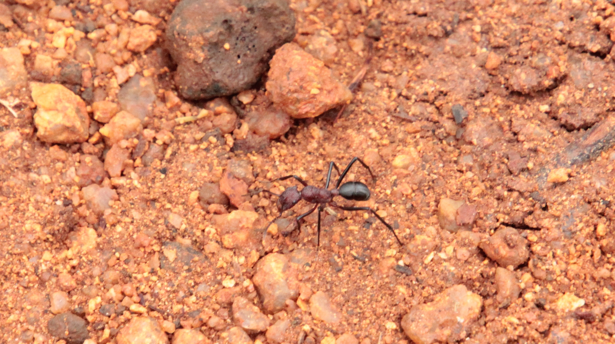 Rhytidoponera cornuta