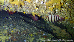 Trachichthys australis