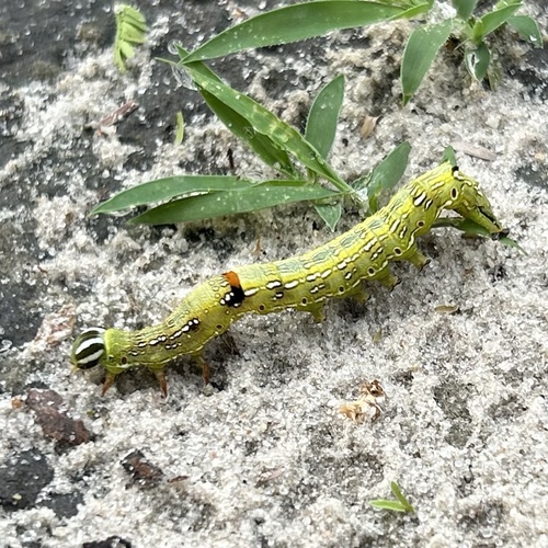 Sundowner moth