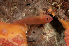 Blood-Spot Pygmy Goby photo 2