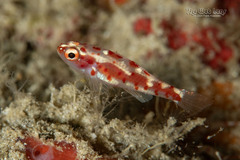 Firecracker Goby photo 2
