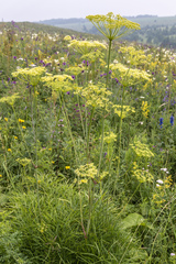 Peucedanum morisonii