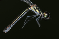 Libellago andamanensis