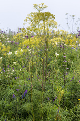 Peucedanum morisonii