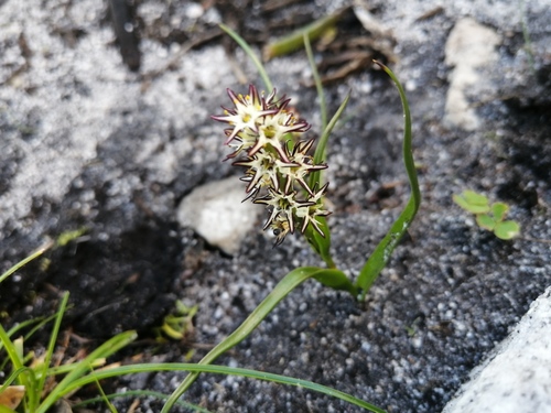 Wurmbea hiemalis (Wurmbea hiemalis)