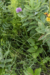 Allium strictum