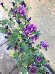 Malva sylvestris mauritiana