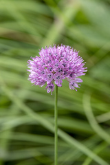 Allium strictum