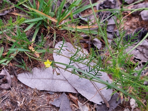 Xenostegia pinnata observed 2025-01-03
