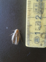 Ectobius vittiventris