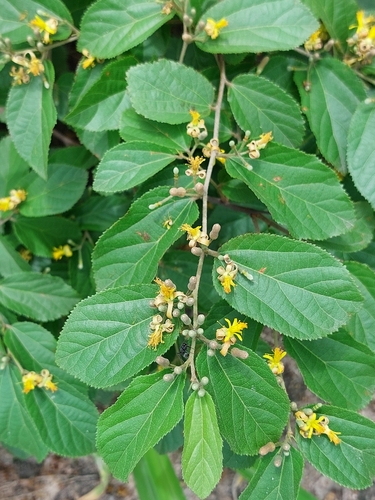 Miombo dwarf donkey-berry (Grewia decemovulata)