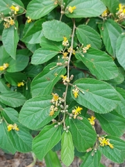 Miombo Dwarf Donkey-berry (Grewia decemovulata)