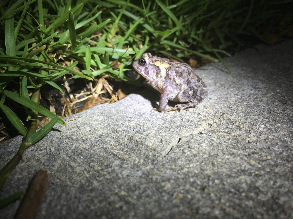 North American Toads from 426 Vallie Ln, Wilmington, NC, US on August ...