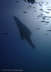 Arctocephalus