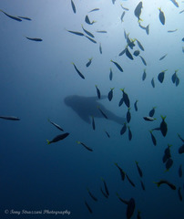 Arctocephalus