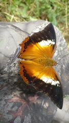 Charaxes
