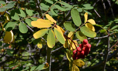 Sorbus sitchensis grayi