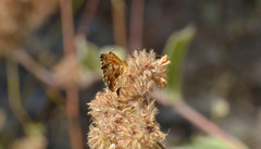 Phyciodes mylitta