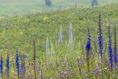 Delphinium retropilosum