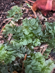 Carpet Moss (Plagiomnium affine)
