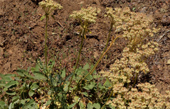 Eriogonum compositum compositum