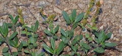 Penstemon cardwellii