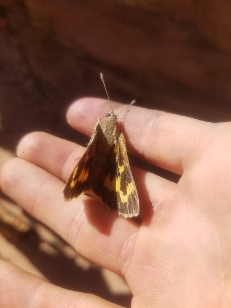 Allie’s Giant Skipper