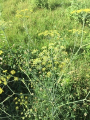 Foeniculum