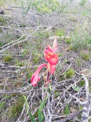 Watsonia coccinea