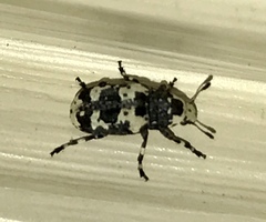 Euparius lugubris