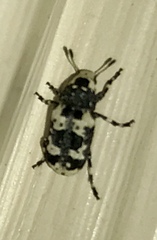 Euparius lugubris