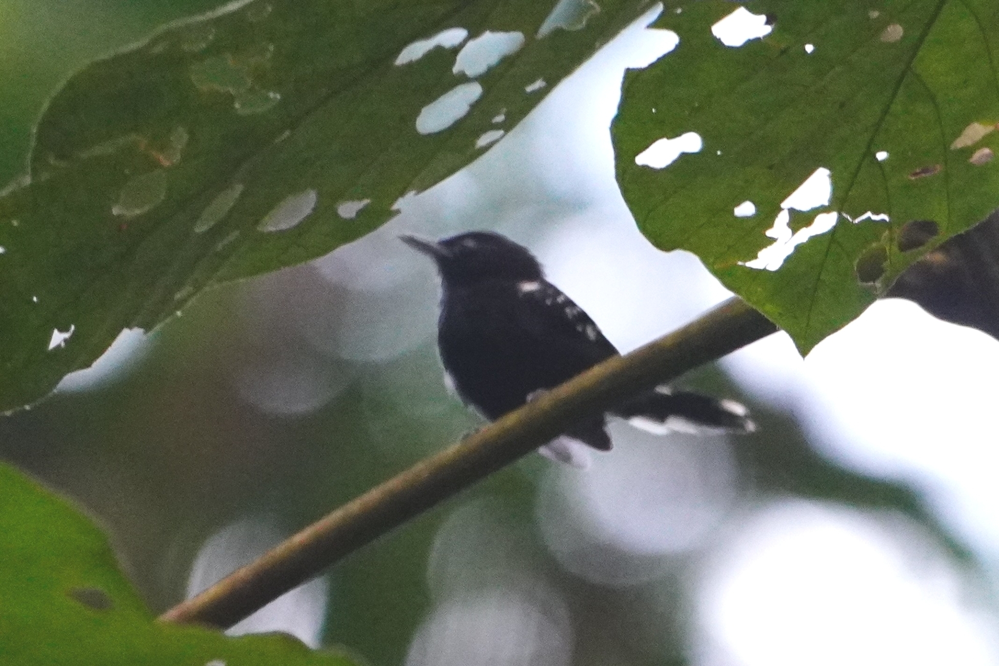 Dot-winged Antwren (Microrhopias quixensis), photo 9