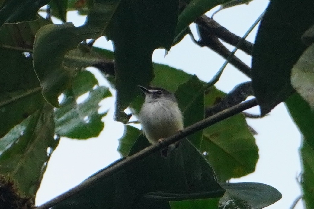 Black-capped Pygmy-Tyrant illustration