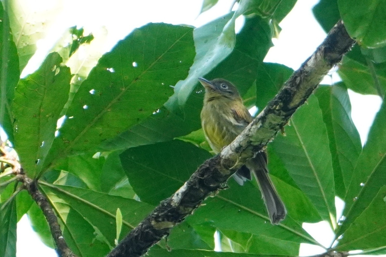 Pacific Flatbill (Rhynchocyclus pacificus), photo 1