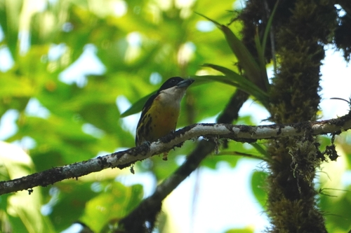 Five-colored Barbet (Capito quinticolor), photo 8