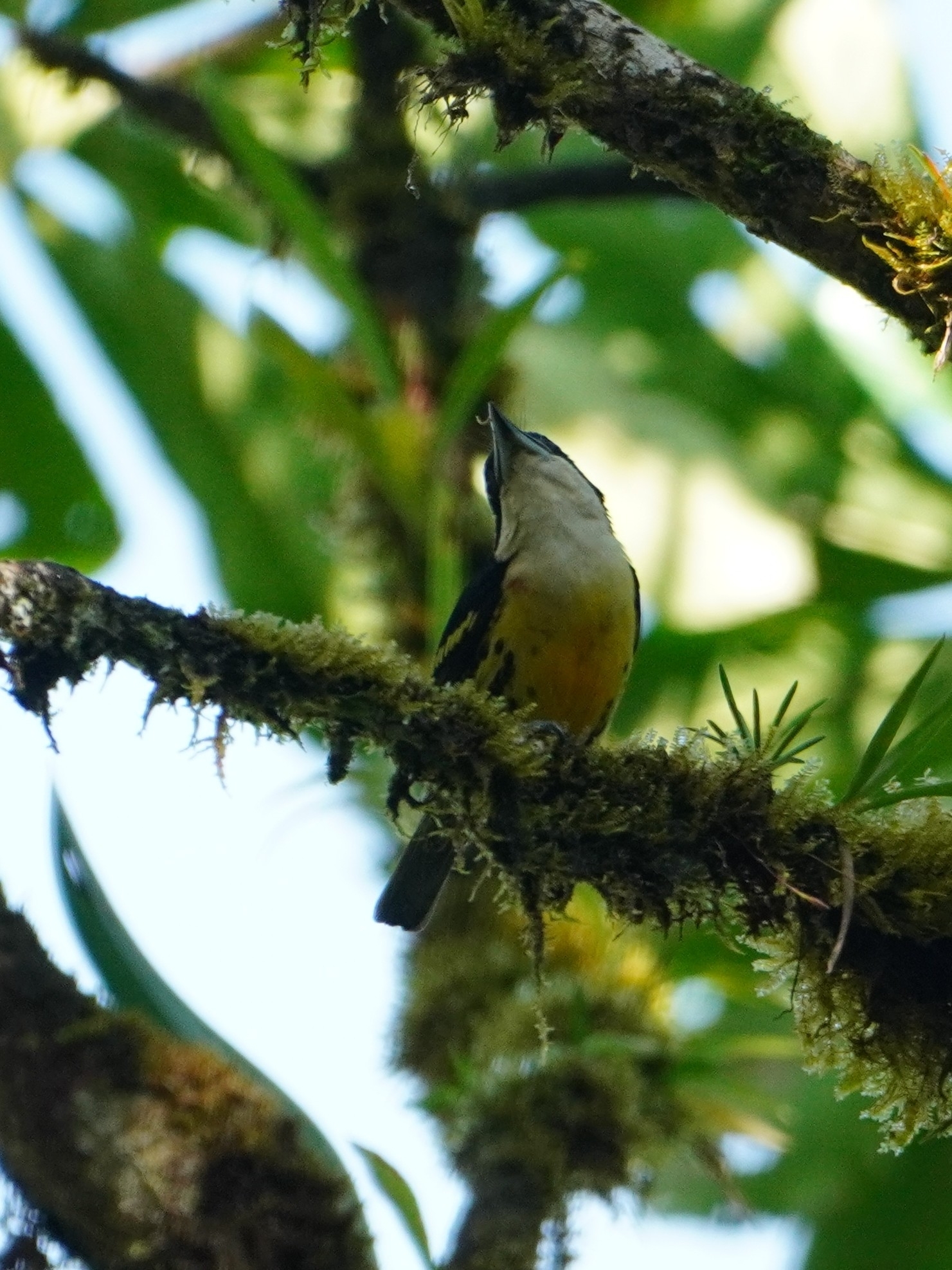 Five-colored Barbet (Capito quinticolor), photo 2