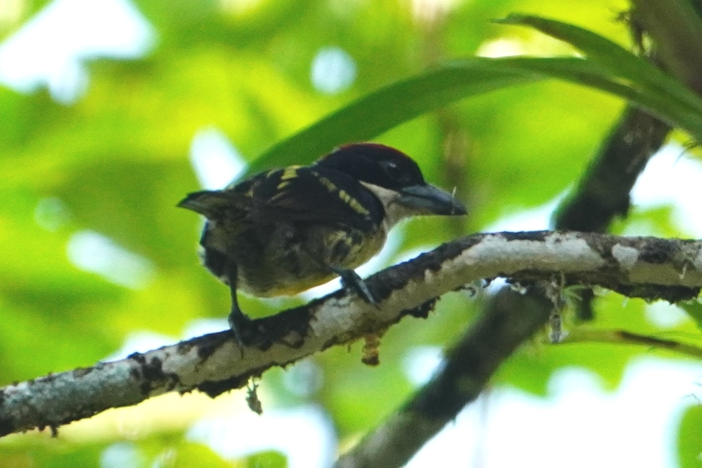 Five-colored Barbet (Capito quinticolor), photo 3