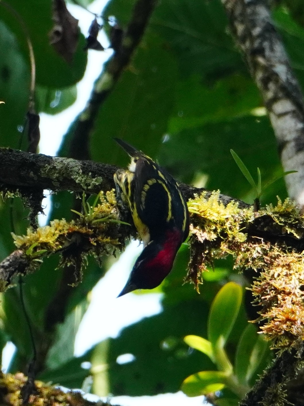Five-colored Barbet (Capito quinticolor), photo 4