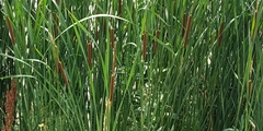 Typha linnaei