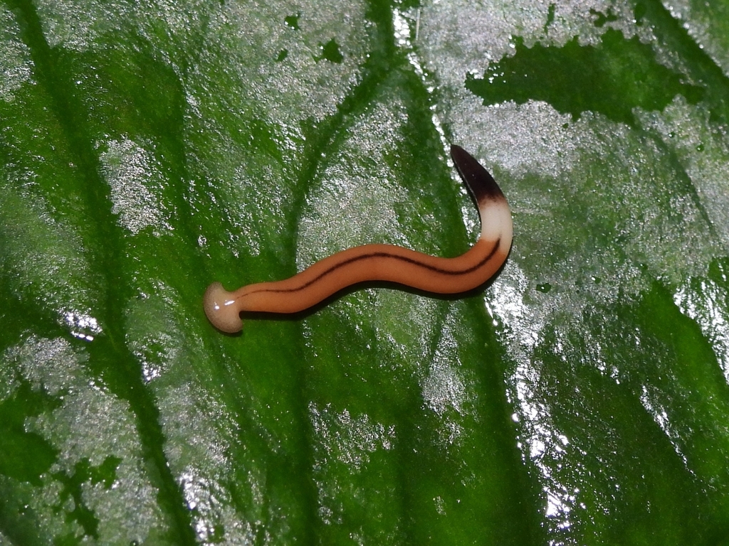 Humbertium interruptum