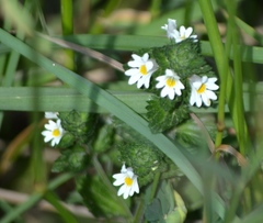 Euphrasia hirtella