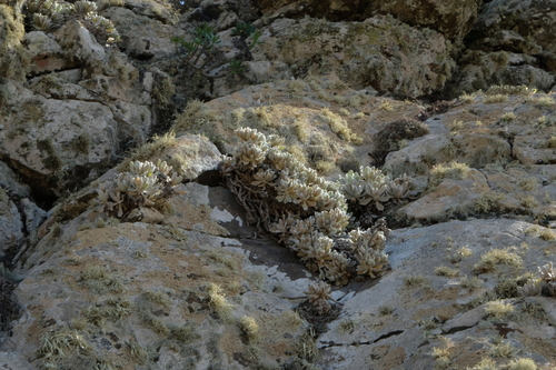 Helichrysum gossypinum, photograph 4