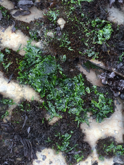 Ulvaceae
